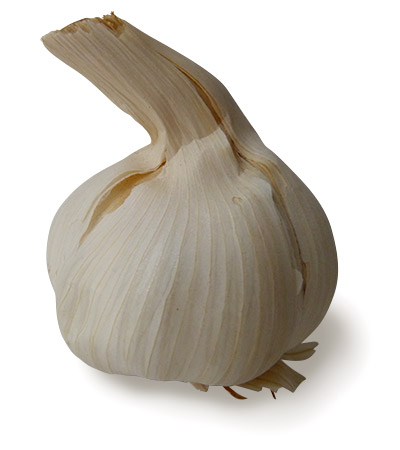 dehydrated weightless garlic bulb