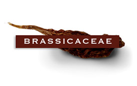 brassicaceae
